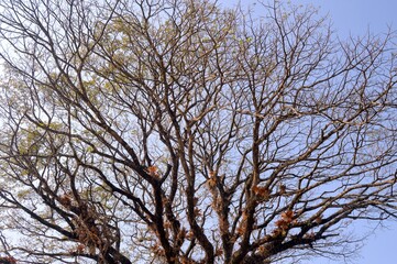 tree branches against blue sky