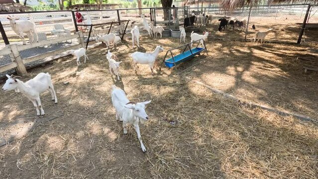 Goats Frolicking in a Farm Pen