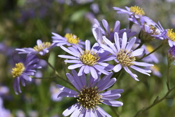 한국의 국화과 꽃인 쑥부쟁이 꽃이 활짝피어있는 모습