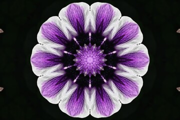 Kaleidoscope Petunia