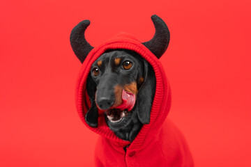 Cute dachshund dog in a devil costume with black horns licks his lips on a red background. A funny...
