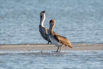 Adult and Juvenile Brown Pelicans Standing on a Sandbar