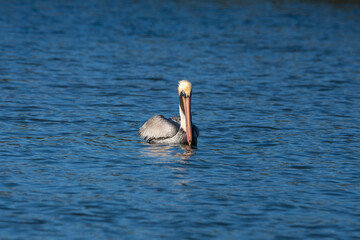 Front View of Brown Pelican Swimming in Open Water