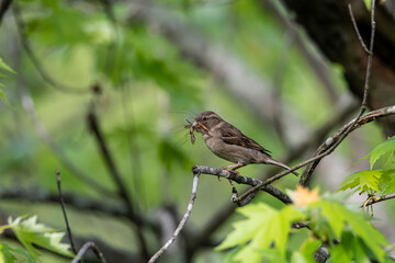 Female House Sparrow Holding Lots of Insects to Eat
