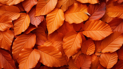 Fototapeta na wymiar background group autumn orange leaves