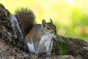 Closeup of Eastern Gray Squirrel at the Bottom of Tree