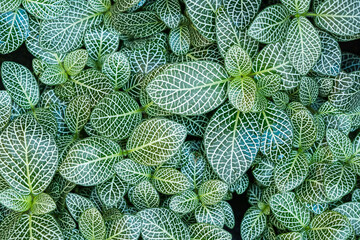 Green leaves plants for background