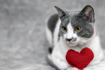 A red knitted heart in the paws of a cat. A postcard with a gray and black fluffy cat for...
