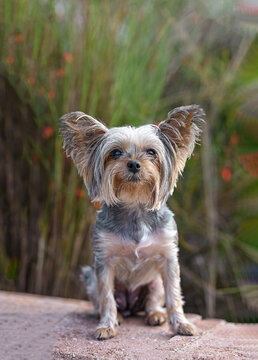 One Yorkie dog sitting and looking at the camera with plants in background