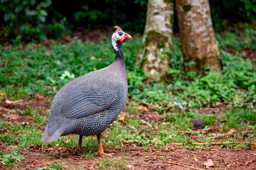 Galinha-d'angola ou pintada-da-guiné (Numida meleagris)