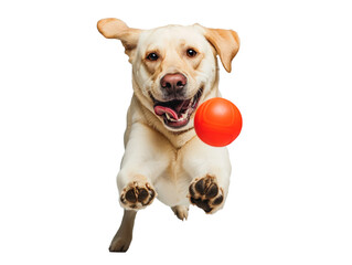 Cachorrinho feliz brincando em um fundo transparente, pronto para ser usada em campanhas publicitárias.	