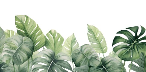 Fototapeta premium green tropical leaves on a white background