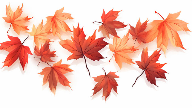 maple leaves illustration on white isolated background