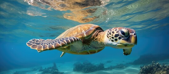 Sea turtle swimming in the water.