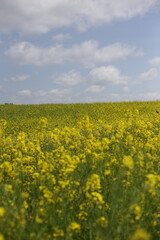 A vibrant yellow flower field blooms under a partly cloudy sky. Dense blossoms create a sea of yellow, dominating the view beneath the pale blue dotted with white clouds, hinting at a lovely day.