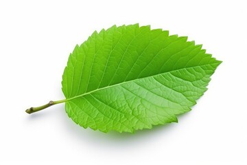 Fototapeta premium Isolated apple leaf on white background with full depth of field with clipping path