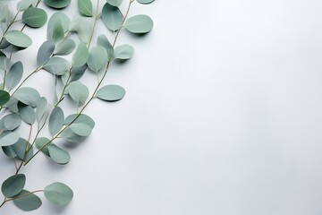 Eucalyptus branches arranged on a pastel gray backdrop. The leaves form a pattern in a flat lay style, captured from a top view with empty space for text. - obrazy, fototapety, plakaty