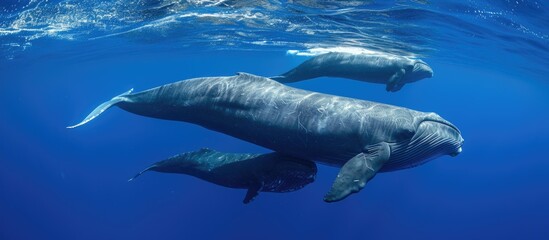 A young sperm whale swims with its family. - obrazy, fototapety, plakaty