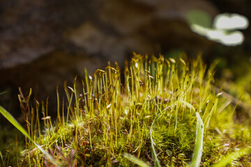  mosses and peat mosses in wilde and on the rock