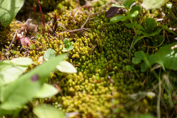  mosses and peat mosses in wilde and on the rock