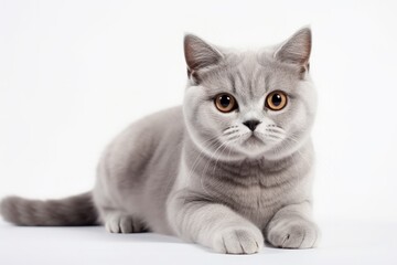 Obraz premium British purebred shorthair cat with a Cheshire smile on a white background Gray skittish cat isolated perfect for advertising feed