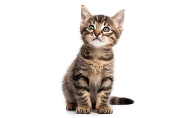 Smiling striped kitten sitting alone on white