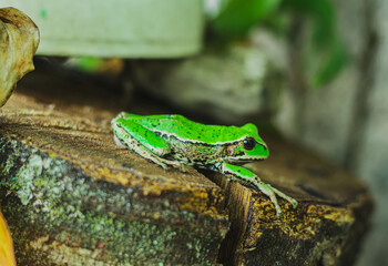 green tree frog