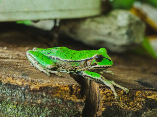 frog walking on the tree