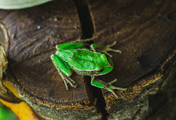 green frog on a wooden log