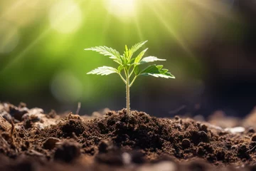 Tuinposter Cannabis seedlings planted outdoors in sunlight with a beautiful background excluding indoor medicinal cultivation © The Big L