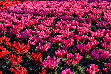 Obraz premium Cyclamen flower bloom in the garden