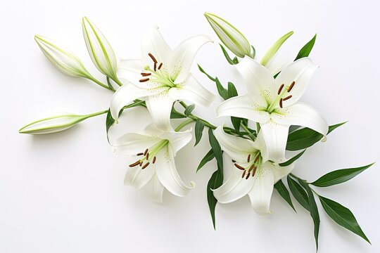 White background with beautiful lilies seen from above