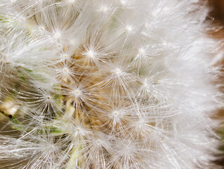 Closeup Of Dandelion White  Seed Bristles