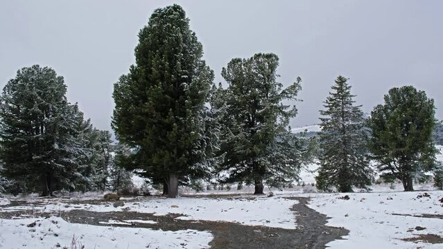 Altaimountain cedar forest under the snow. n the foreground is a stream of melting snow. Seminsky mountain pass.