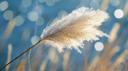 Pampas grass plume against a bokeh background.