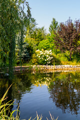 A beautiful pond in the summer garden	