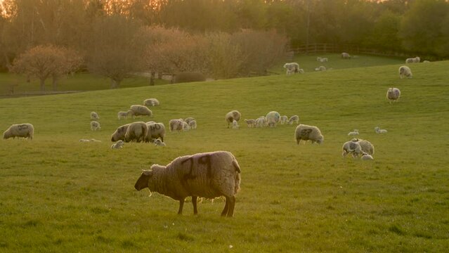 4K video clip mother sheep and baby lambs in a field on a farm at sunset or sunrise