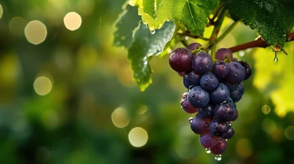Foto op Plexiglas A beautiful grape glistens on the tree, adorned with dew © Matthew
