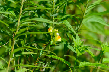 Common Toadflax Wildflowers at the Point Betsie Lighthouse, near Frankfort, Michigan.