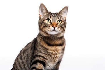 Gorgeous adult tabby cat posing against white background in a studio portrait