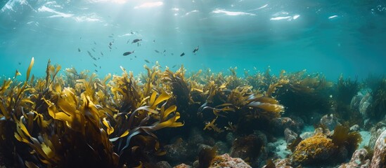 Kelp forest atop rocky reef below water surface. - obrazy, fototapety, plakaty