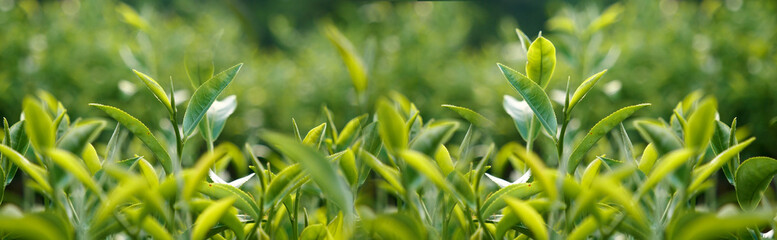 Banner Green tea tree leaves field young tender bud herbal Green tea tree in camellia sinensis organic farm. Panorama Fresh Tree tea leaf plant green nature in herbal farm background with Copy Space