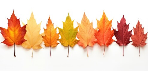 a collection of different colored autumn leaves on a white background