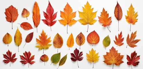 a variety of autumn leaves scattered on a white background
