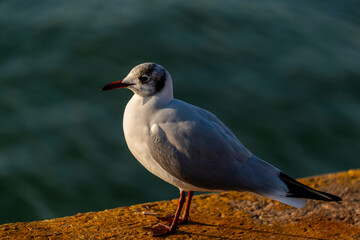 Mouette posée sur le quai d'un port de pêche