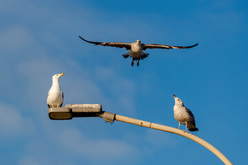 Mouettes perchées sur un lampadaire