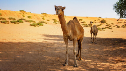 Camel in desert. Two camels stand in shade of tree in desert. Animal portrait.