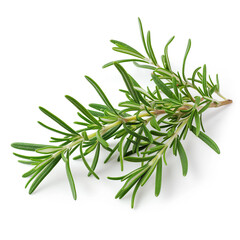 Fototapeta premium A sprig of fresh rosemary isolated on a white background 