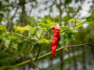 red chili hanging on the tree waiting to be harvested
