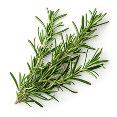 A sprig of fresh rosemary isolated on a white background 